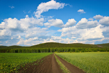 Summer landscape - Field road among cereal plantings against a background of blue sky and clouds. The concept of serenity and travel.