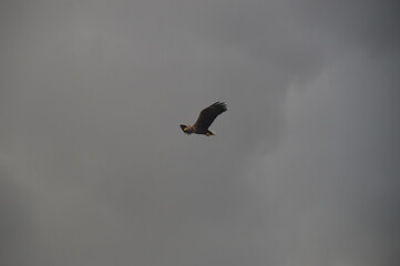 Norwegian predator Sea Eagles hunting fish in the Trollfjord of Lofoten Fjords, Norway