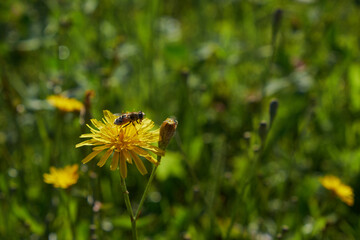 yellow flowers, natural summer background, blurry image, selective focus