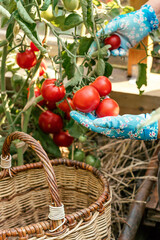 Women's hands in blue gardening gloves picking fresh red tomatoes in the greenhouse. Harvest concept. Gardening concept
