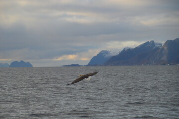 Norwegian predator Sea Eagles hunting fish in the Trollfjord of Lofoten Fjords, Norway