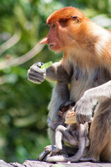 Naklejka premium Nasenaffe in Borneo