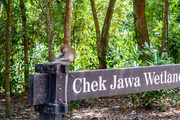 Chek Jawa Wetlands Nature Preserve wooden sign with monkey (Long-tailed macaque) sitting on it with  tropical forest in the background on Pulau Ubin Island in Singapore.