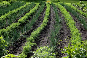 Fototapeta na wymiar The furrows with green onions and carrots grow in the garden, The summer garden