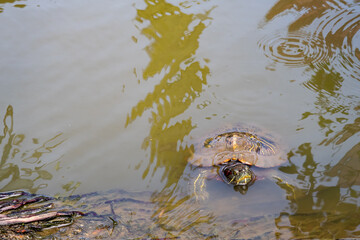Red-eared slider turtle (Trachemys scripta elegans) head and shell sticking out of the green water...