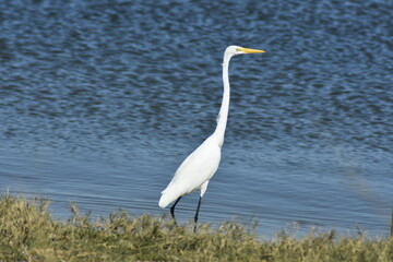 Grande-Garça-Branca