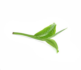 Fototapeta premium green tea leaf isolated on white background