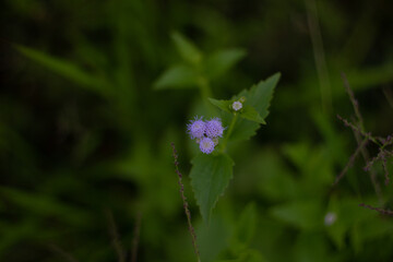 butterfly on a flower