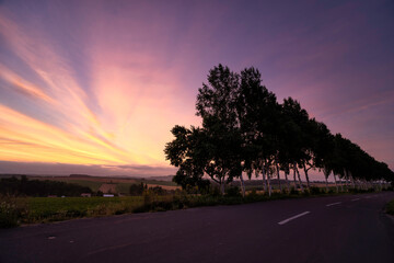 Fototapeta premium White Birch Tree at Dawn in Biei, Hokkaido, Japan