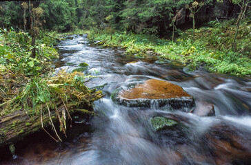 stream in the forest