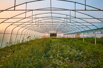 An old greenhouse interior at sunset.
