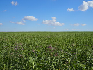 Fototapeta na wymiar Green field and sky blue with white cloud