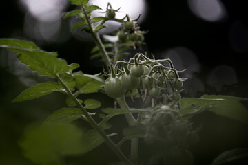 Green tomatoes growing on vine