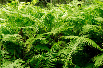 Beautiful ferns leaves green foliage natural floral fern background in sunlight.