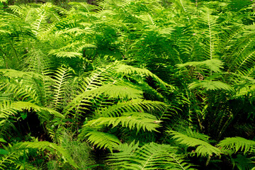 Beautiful ferns leaves green foliage natural floral fern background in sunlight.