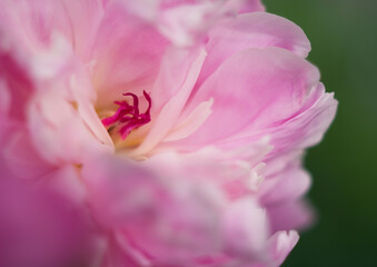 extra fresh peony flower in the garden