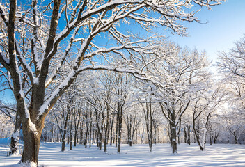 Fototapeta premium Beautiful oak tree park in Mankinjoki rapids area in winter, Espoonkartano, Espoo, Finland