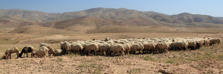 Foto op Plexiglas Jordan countryside sheep group © Rupak