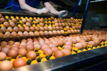 Poultry farm. Modern farming. Fresh brown eggs on a transportation line