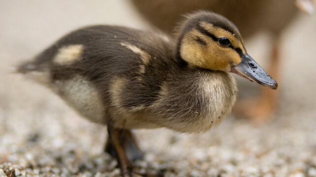 Baby duck poses for the camera.