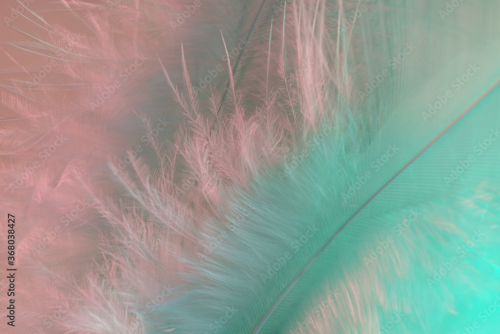 Poster Exotic texture feathers background close up. Pink  and aquamarine feathers pattern for your design. Macro photography view.