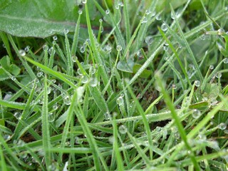 drops of water on the grass