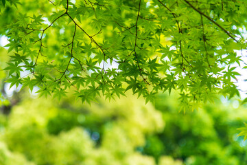 Fototapeta na wymiar the beautiful autumn color of Japan green maple leaves on tree