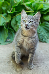 homeless little fluffy gray kitten with blue eyes