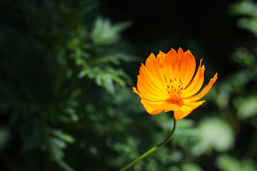 yellow flower on a green background