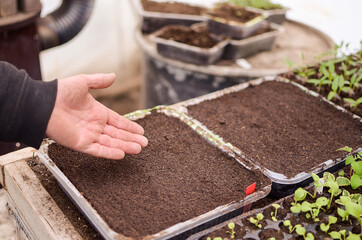 Man, only his hands on the photo, no face, is sowing seeds in plastic box