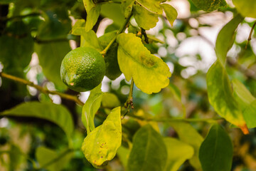Green, unripe lemon fruit on tree branches 
