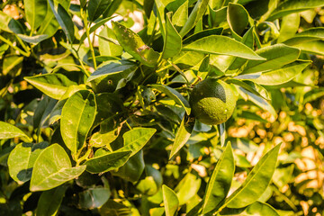 Green, unripe lemon fruit on tree branches 