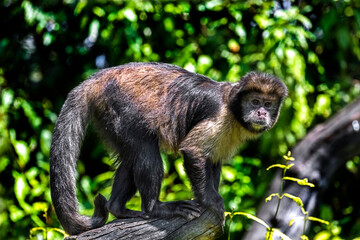 Golden-bellied capuchin also known as the yellow-breasted or buffy-headed capuchin. Latin name - Sapajus xanthosternos