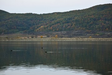 green forest reflected in the lake in summer