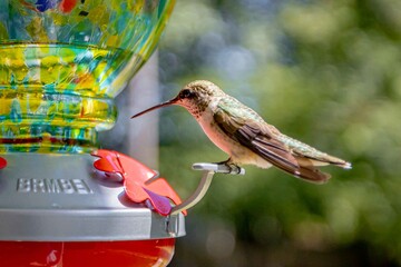 Hummingbird 5 