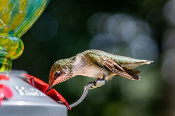 Hummingbird 3
