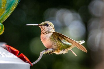 Hummingbird 1