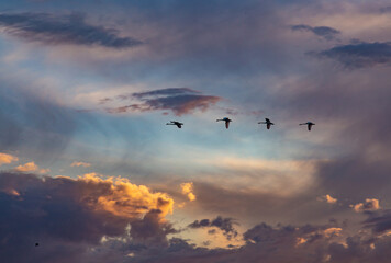 Fototapeta na wymiar Swans flying in the cloudy sky