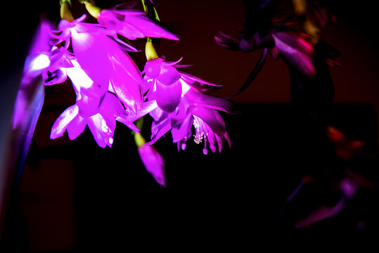 Beautiful red and pink blossoming Schlumbergera christmas cactus flower. © Chongbum Thomas Park