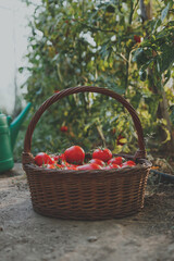 Basket with red tomatoes in the greenhouse
