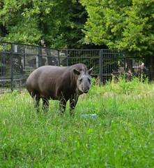 South American tapir (Tapirus terrestris) in green grass