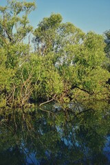 green forest reflected in the lake in summer