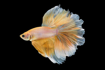Fototapeta premium Close up art movement of Betta fish or Siamese fighting fish isolated on black background.Fine art design concept.