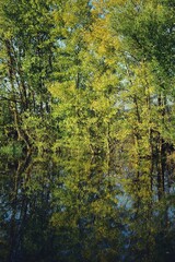 green forest reflected in the lake in summer