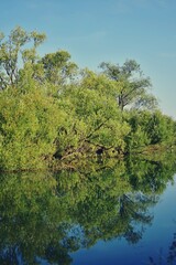 green forest reflected in the lake in summer