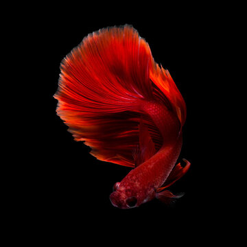 Close up art movement of Betta fish or Siamese fighting fish isolated on black background.Fine art design concept.