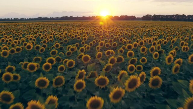 Sunflower fields aerial sunset farm agronomy flowers floar nature