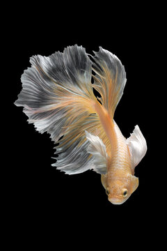 Close up art movement of Betta fish or Siamese fighting fish isolated on black background.Fine art design concept.