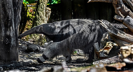 Giant anteater walking in its enclosure. Latin name - Myrmecophaga tridactyla