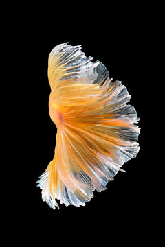 Close up art movement of Betta fish,Siamese fighting fish isolated on black background.Fine art design concept.